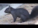 Black Squirrel