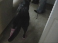 Layla's Booties Layla's Booties
