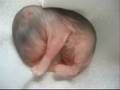videos de Little cute hamster  3 days old