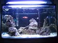 10 gallon nano reef clownfish yellowtail blue damsel 10 gallon nano reef clownfish yellowtail blue damsel