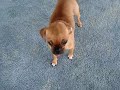 Dog Begging For Treats