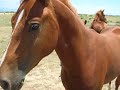 Wild Arizona Horses
