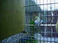 Budgerigars Mating 2