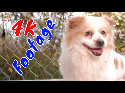 Những Cảnh Quay Đẹp Chất Lượng 4K Viral Dog Tập 8