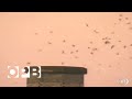 Oregon Field Guide | Vaux Swifts | OPB
