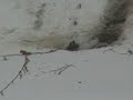 birds sightings 1-28-08