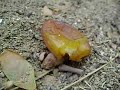 Ants Ants