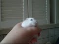 My dwarf hamster exploring the kitchen table My dwarf hamster exploring the kitchen table