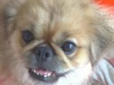 Pekingese dog, PEPPY