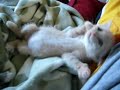 Kitten Playtime Kitten Playtime