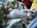 Kitten Playtime