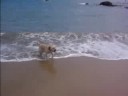 DONCA EL PERRO NADADOR DONCA EL PERRO NADADOR