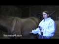 How to Clip Your Horse with Full Legs
