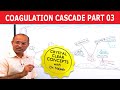 Coagulation Cascade 3/12
