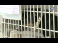RSPCA's 42 Teeth Campaign against irresponsible dog ownership