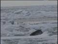On Thin Ice: Canada's Commercial Seal Hunt