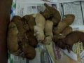 October 22 2009 Ehu's Medium Labradoodle Puppies