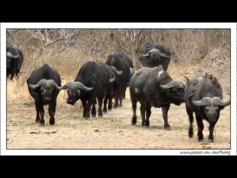 Buffalo Herd at Kruger National Park, South Africa