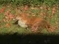 A Fox in the Backyard