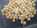 Our A.metallica eggs w/ legs started molting into 1st instars today so I thought I'd do a time lapse vid of some of them...