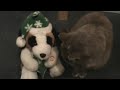 Cat and christmasdog Cat and christmasdog