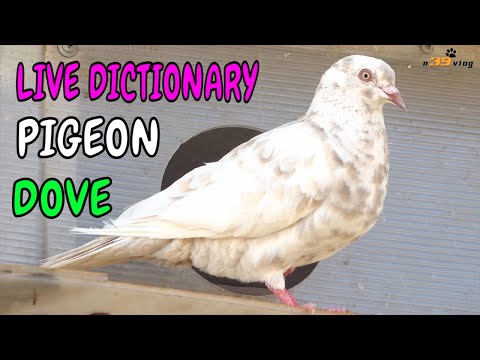 Chim Bồ Câu 2 - Live Dictionary