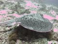 Vilamendhoo Stingray