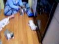 Puppies - 5 weeks old