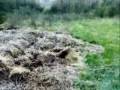 Jackowa Prdel 4 - Diss