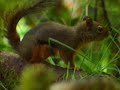 el peligro de la extincion del bosque discovery channel [HQ]