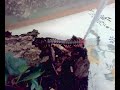Scolopendra subspinipes dehaani 1