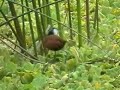 African Jacana