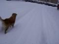 brenda sprofonda nella neve