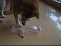 ペットボトルで脳トレ