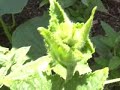 The Hills Family Organic Garden