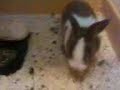 Emy and Cliffy in the hutch 1 Emy and Cliffy in the hutch 1