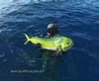 Spearfishing with Liquid Focus   Australia part 2