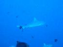 Redtooth Triggerfish swims realaxedly Redtooth Triggerfish swims realaxedly
