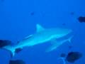 Redtooth Triggerfish swims realaxedly