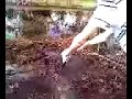 fetching-a-golf-ball.html