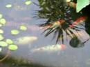 MY KOI POND March 2007