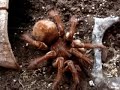Update on my biggest Theraphosa blondi - Drusilla
