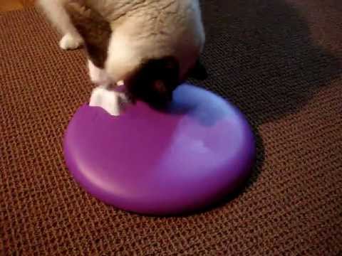 0 Dog Spinny   Floppycats.com Product Review