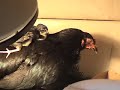Shamo Hen & Chicks Shamo Hen & Chicks