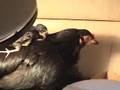 Shamo Hen & Chicks