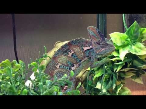 how to care for a veiled chameleon