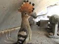 Baby Hoopoe - Upupa