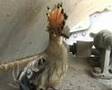 Baby Hoopoe - Upupa