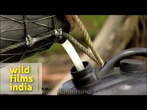 how to harvest tree sap