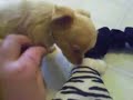 My Chihuahua Puppies at Play!